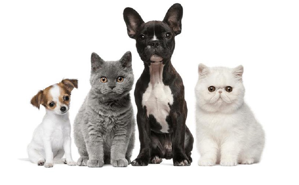 Зручний вологостійкий будиночок для котів та собак на вулицю, зимовий, з м'яким знімним килимком (L)