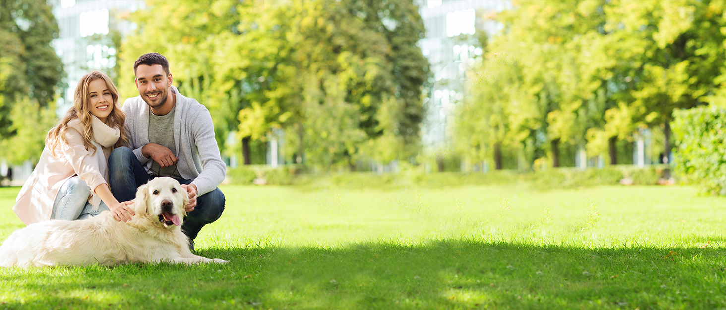 Автомобільний поводок для собак, шлейка з ременем безпеки, чорний, великий, дихаюча сітка