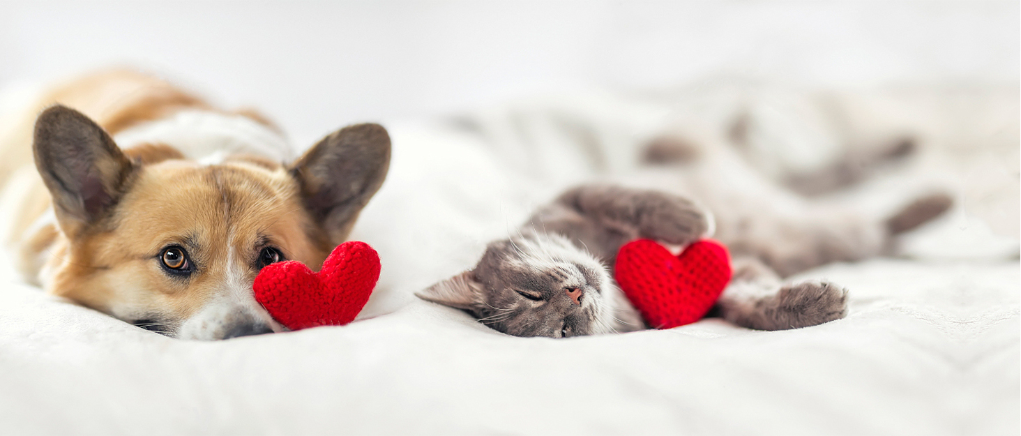 Лежанка для собак Petschat, 61 x 46 см, сіра - водонепроникна підстилка для собак та котів