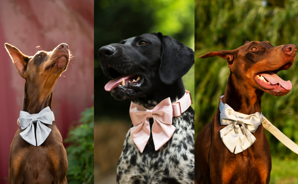 Елегантний ошийник для собак Lionet Paws з краваткою - комфортний шовковий ошийник знімною краваткою для маленьких собак, обхват шиї 25-40 см, білий (1 шт.)