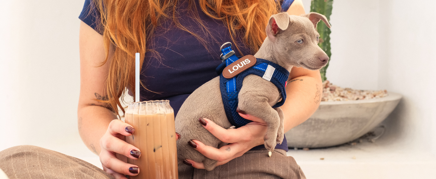 Шлейка для собак EzyDog FORMFIT для маленьких собак – дихаюча сітка 3D Air Mesh, легка, регульована, з відбиваючими елементами та міцним D-подібним кільцем (XS, Червона)