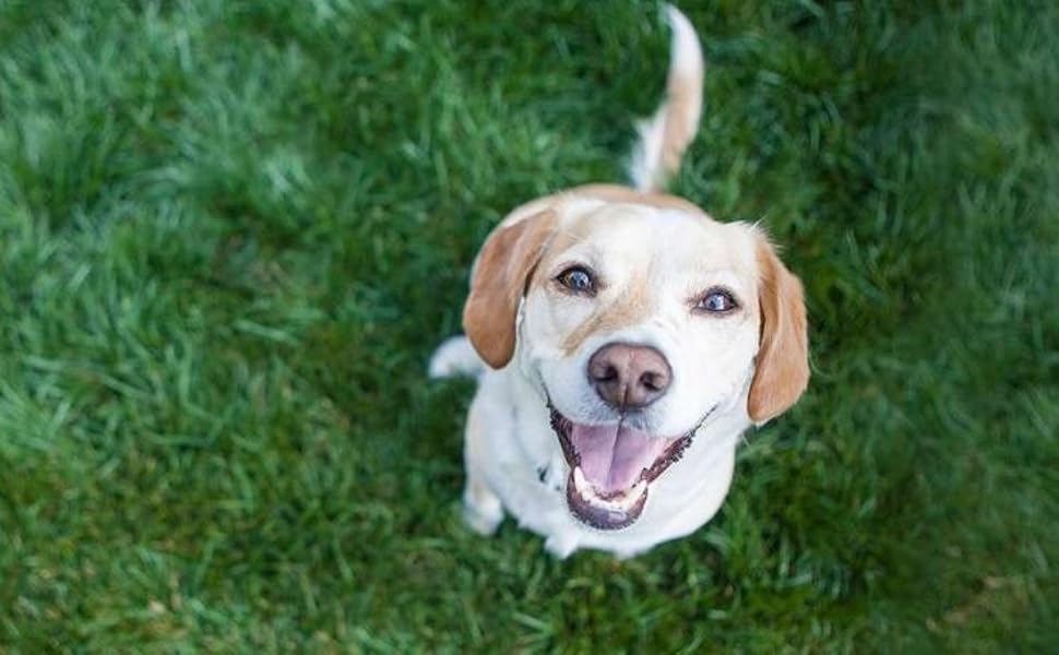 Спасальний жилет для собак Nobby, неоновий, L, 40 см, 1 шт. (жовтий)