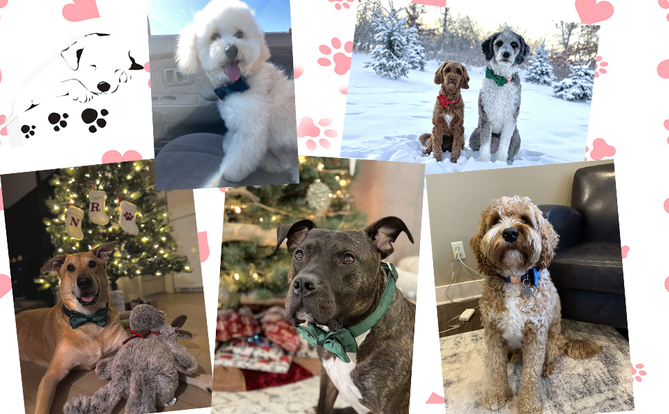 Елегантний ошийник для собак Aring з бантиком, темно-зелений, регульований, з м'якого велюру, подарунок для дівчаток та хлопчиків