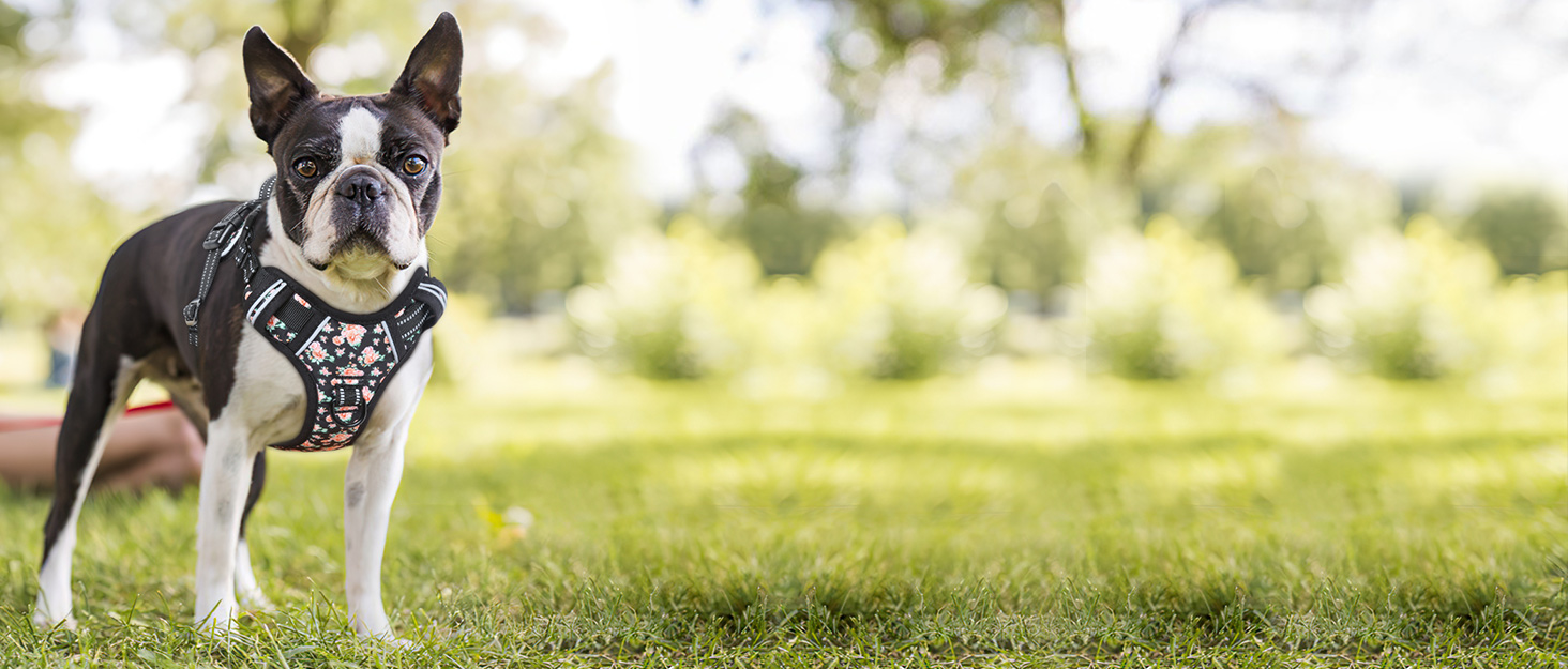 Шлейка для собак HEELE з поглинанням ривка, світловідбиваюча, для середніх собак, з м'яким ручним захопленням, коричнева, розмір M (L - обхват грудей: 43-86 см)