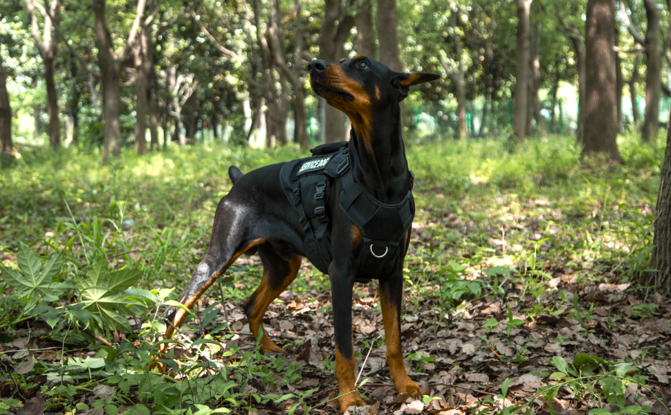Тактичне облягання для собак, підтримуюче облягання для середніх та великих собак, Air Mesh регульоване облягання для службових собак з металевою застібкою 39g для навчання, прогулянок, чорний, розмір M (обхват шиї: 36-53 см, обхват грудей: 50-74 см)