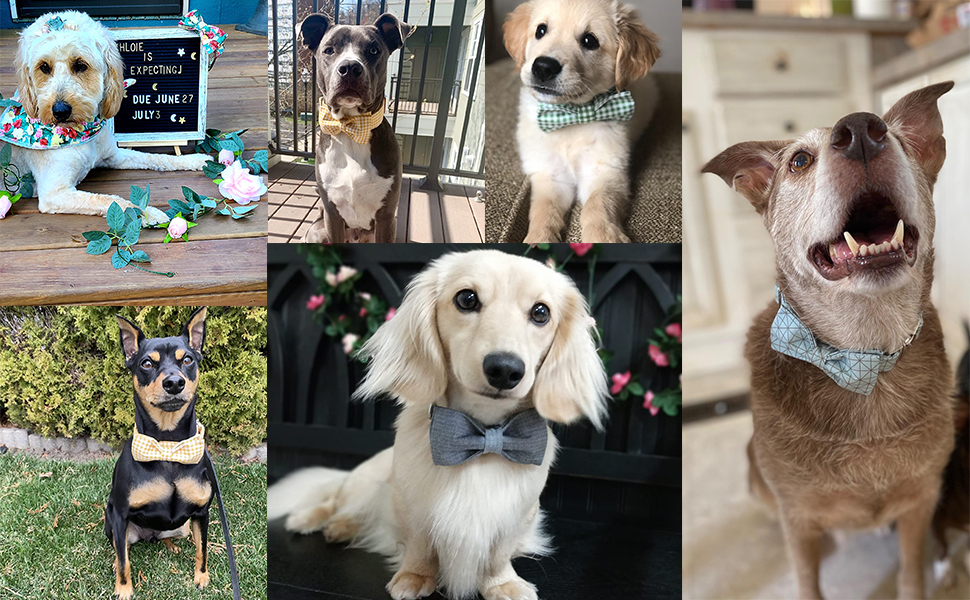 Нашийник для собак Lionet Paws на Halloween з метеликом, бавовна, зручний, з металевим затвором, розмір M (34-55 см), 1 шт. Ghost