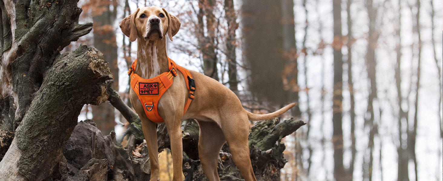 Нашийник для собак Rabbitgoo середнього розміру, анти-тяга, регульований з ручкою, міцний, тактичний, з металевими пряжками, для прогулянок (M, Оранжевий)