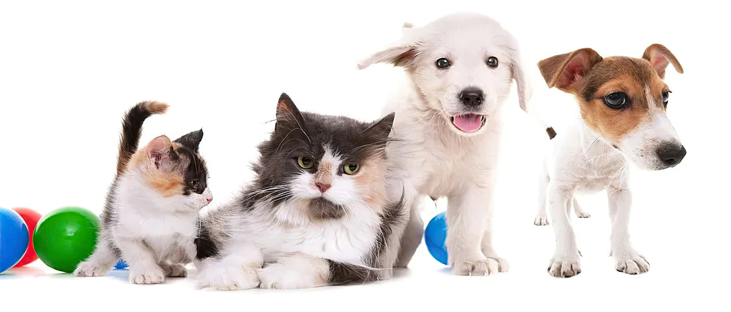 Набори мисок для собак та котів MOACC: 2 шт. по 400 мл, нержавіюча сталь, антиковзаюча підставка, для подорожей, чорний квадрат