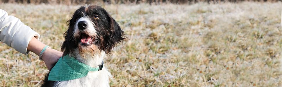 Нашийник для собак Pettsie з банданою та браслетом дружби, регульовані розміри S, M, L, знімний бандана, приваблива упаковка, для власників собак, зелений, L 45,7-66 см