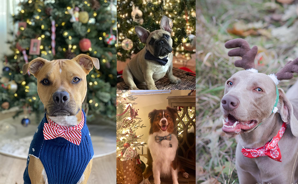 Нашийник для собак Lionet Paws з метеликом, бавовна, металевий замок, XL, 40-66 см, блакитний в клітинку