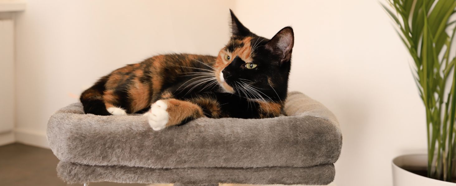 Cat scratching post with a cozy lying area & cave, height 50 cm, cat tree with plush ball incl. bell, sisal rope & soft plush, suitable for small & large cats, beige