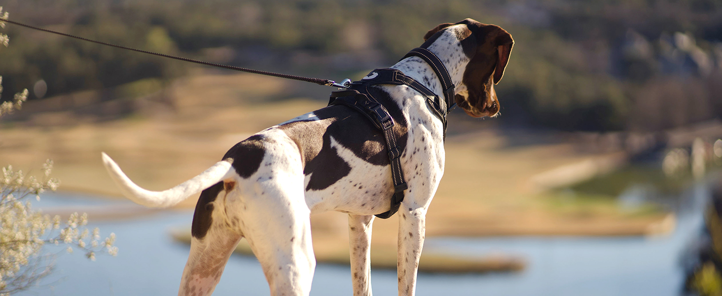 Шлейка для собак Joytale, середнього розміру, світловідбиваюча, дихаюча, з ручкою для контролю та тренувань, сіра, M (1 шт.)