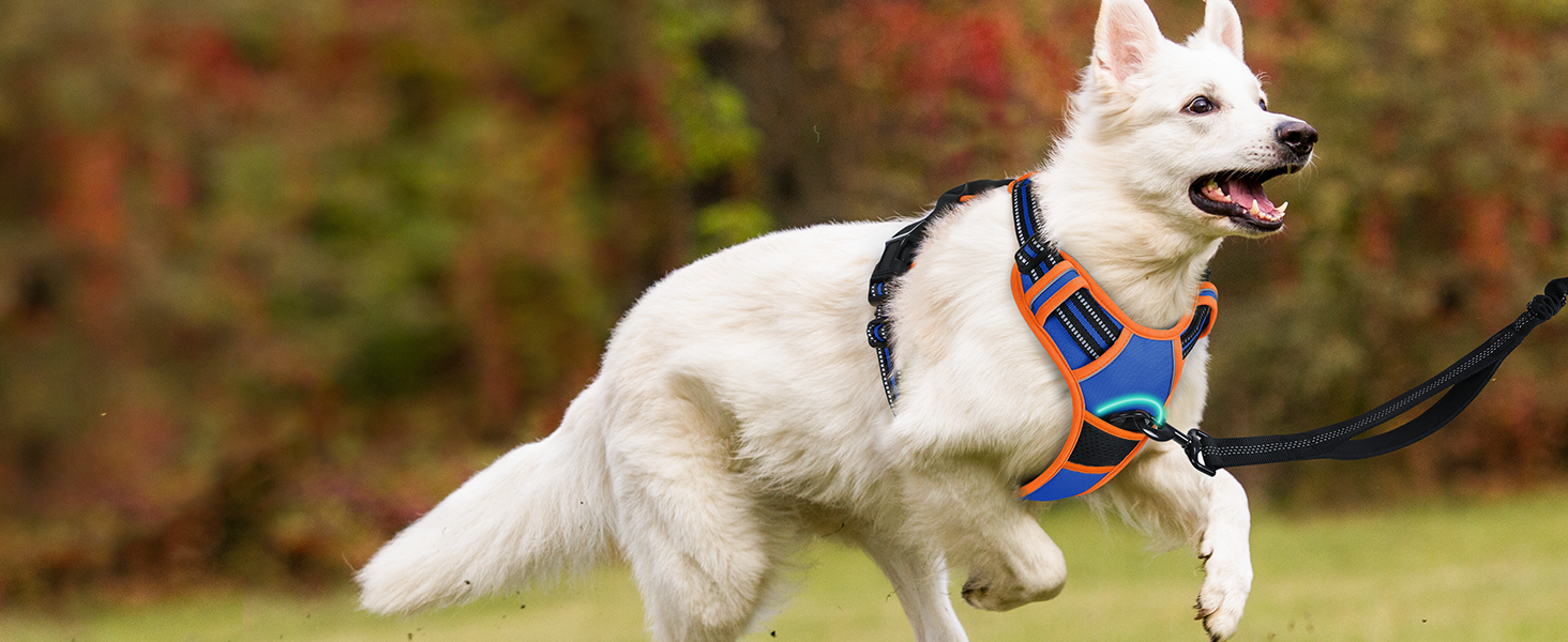 Нашийник для собак Rabbitgoo середнього розміру, анти-тяга, регульований, для великих собак, дихаючий, з світловідбиваючими смугами, безпечне керування, L (Синій+Помаранчевий, XS (1 шт.))