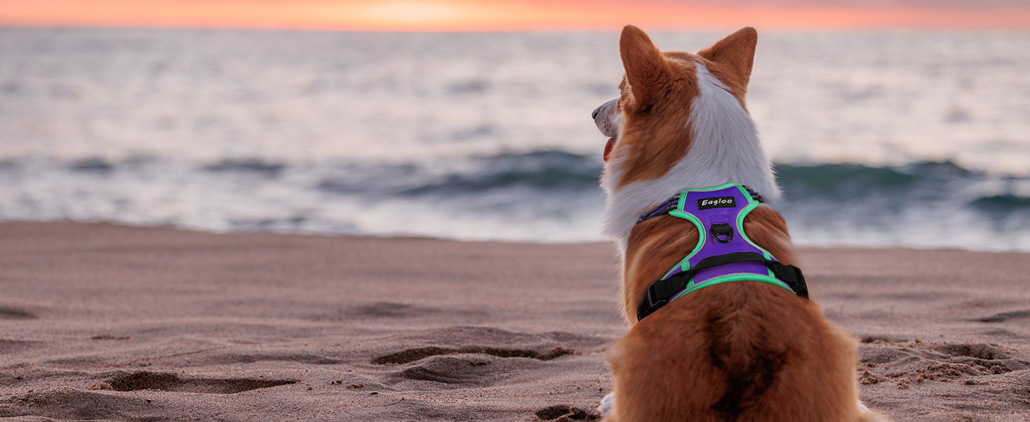Шлейка для собак великих порід Eagloo, анти-тяга, з відбиваючими смугами, регульована, для Лабрадора, L (1 шт, м'ятно-зелений & фіолетовий)