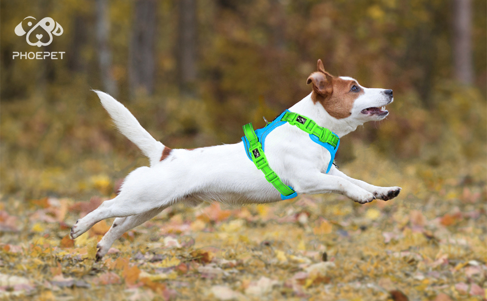 Шлейка для собак PHOEPET без натягу, світловідбиваюча, регульована, з ручкою для тренувань + 2 гачки для повірця + 3 застібки-клипси + 4 ковзні пряжки (XL, Синя база та Зелені ремінці)