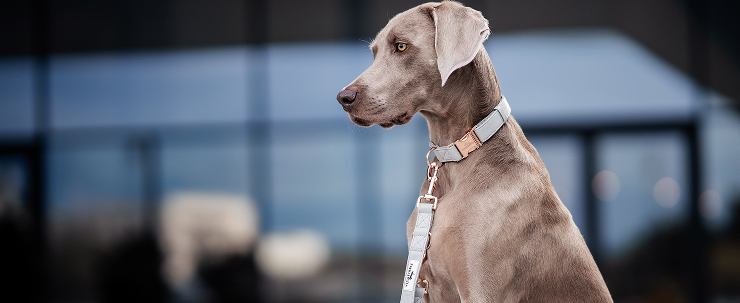 Нашийник для собак Freudentier з веганської шкіри, подарунковий мішечок, м'який, регульований та міцний. Підходить для собак середніх та великих порід, обхват шиї 34-49 см, ширина 2 см.