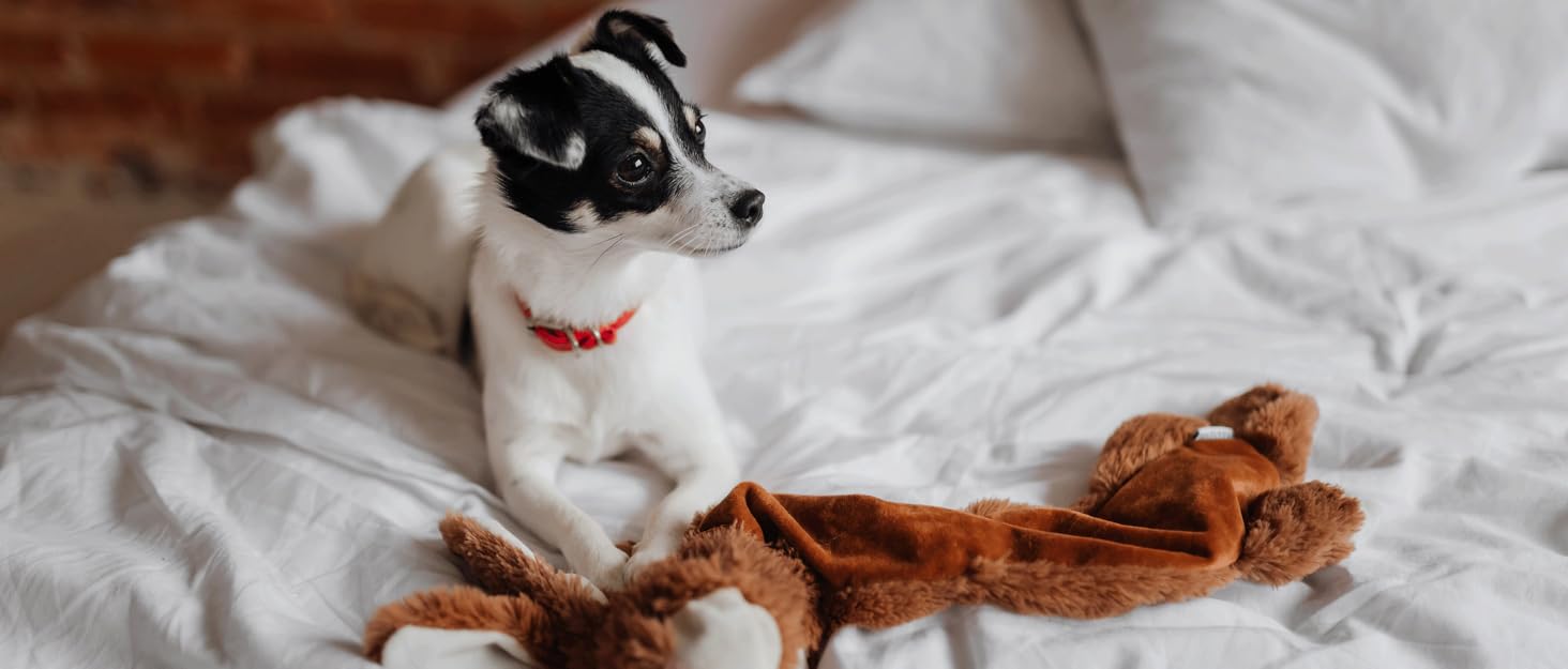 М'яке ліжко-софа для собак X-Small, сіре, 50x48 см, з плащової тканини, антиковзаюча підставка, для заспокоєння