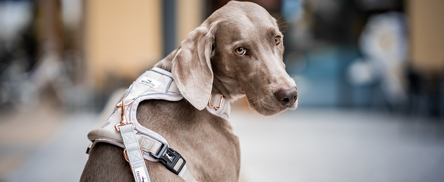 Шлейка для собак Freudentier з ручкою, дихаюча, з м'якою підкладкою - надійна фіксація та максимальна безпека, протисмикова, для собак маленьких, середніх та великих порід - шлейка для великих собак (XL)