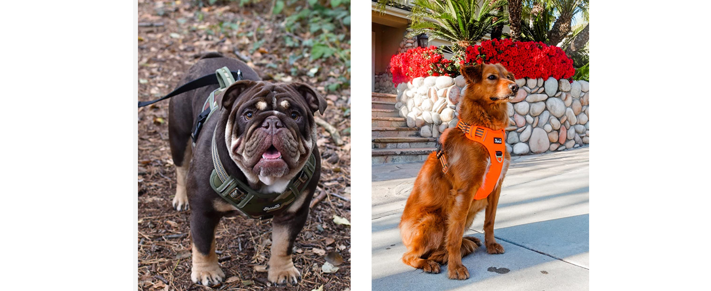 Шлейка для собак великих порід, анти-тяга, з 2 карабінами та зручною ручкою, регульована та світловідбиваюча, з м'якою підкладкою, для щоденних тренувань (Чорний, L) Розмір L (Окружність шиї: 42-60 см, Окружність грудей: 47-86 см) Чорний