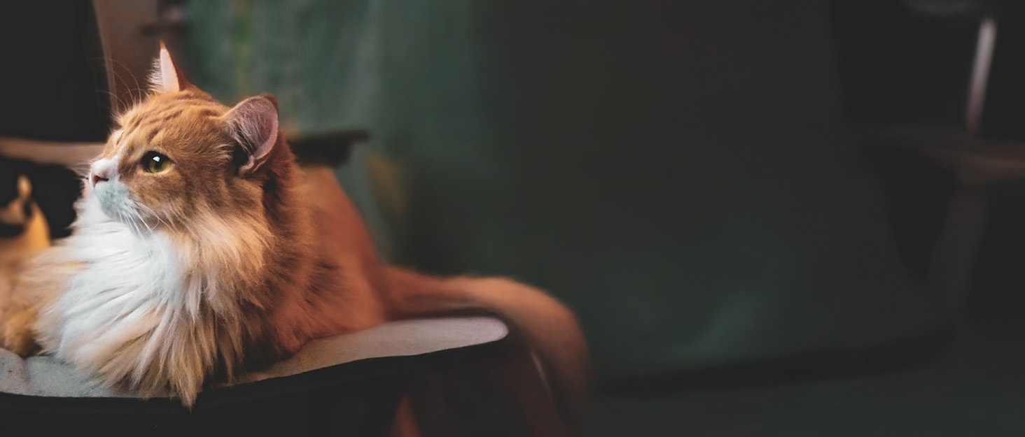 Автоматичний годівниця для котів та дрібних собак з керуванням через додаток, 5л, Wi-Fi, програмування порцій, антизастрягання, миска з нержавіючої сталі, легке очищення