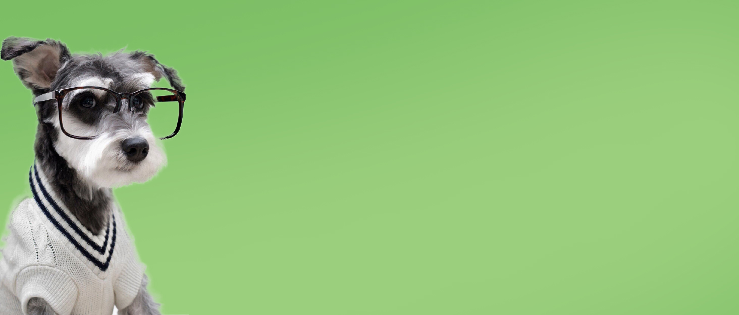 Набір для стрижки собак та котів Leise: акумуляторний тример з 4 насадками, водонепроникний (IPX7), для тіла, мордочки, вух та лап