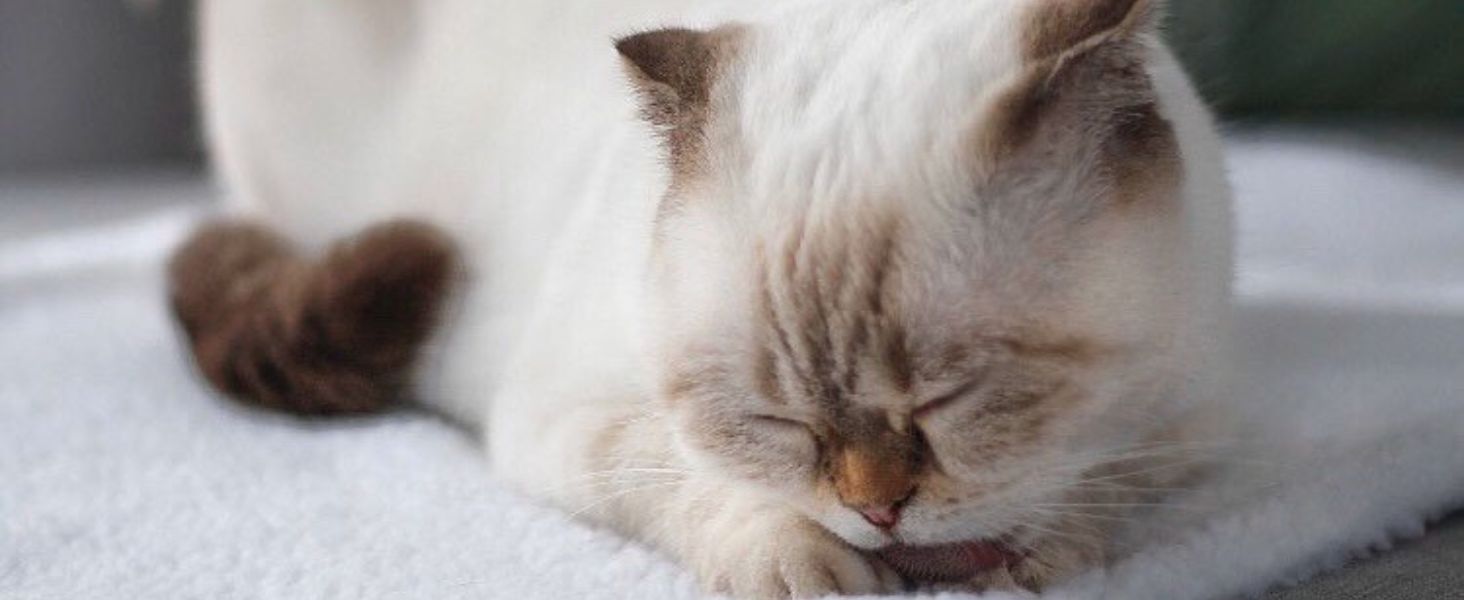 Самогріюча ковдра для собак PiuPet® 90x60 см: тепла, флісова, біла, для собак та котів