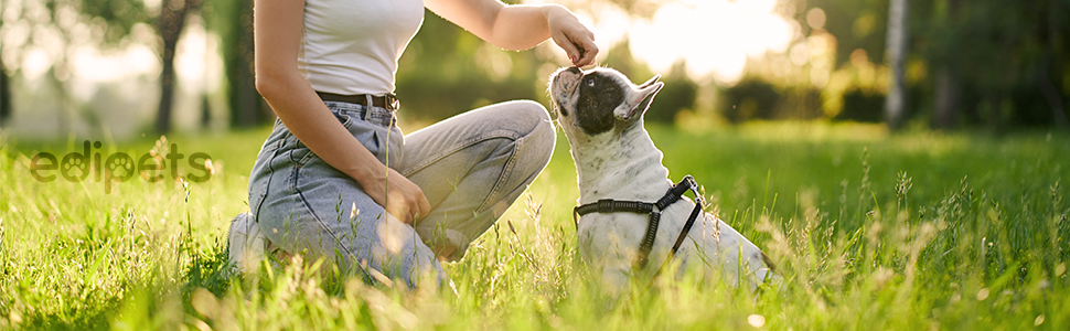 Edipets Розтягувана поводок для собак, 5 м, чорна - для прогулянок та тренувань, підходить для собак маленьких, середніх та великих порід