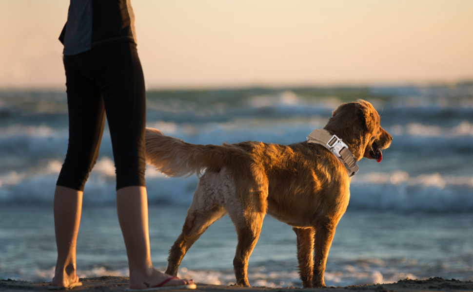 Нашийник для собак Eeyfarog, регульований з контролем, сірий, XL