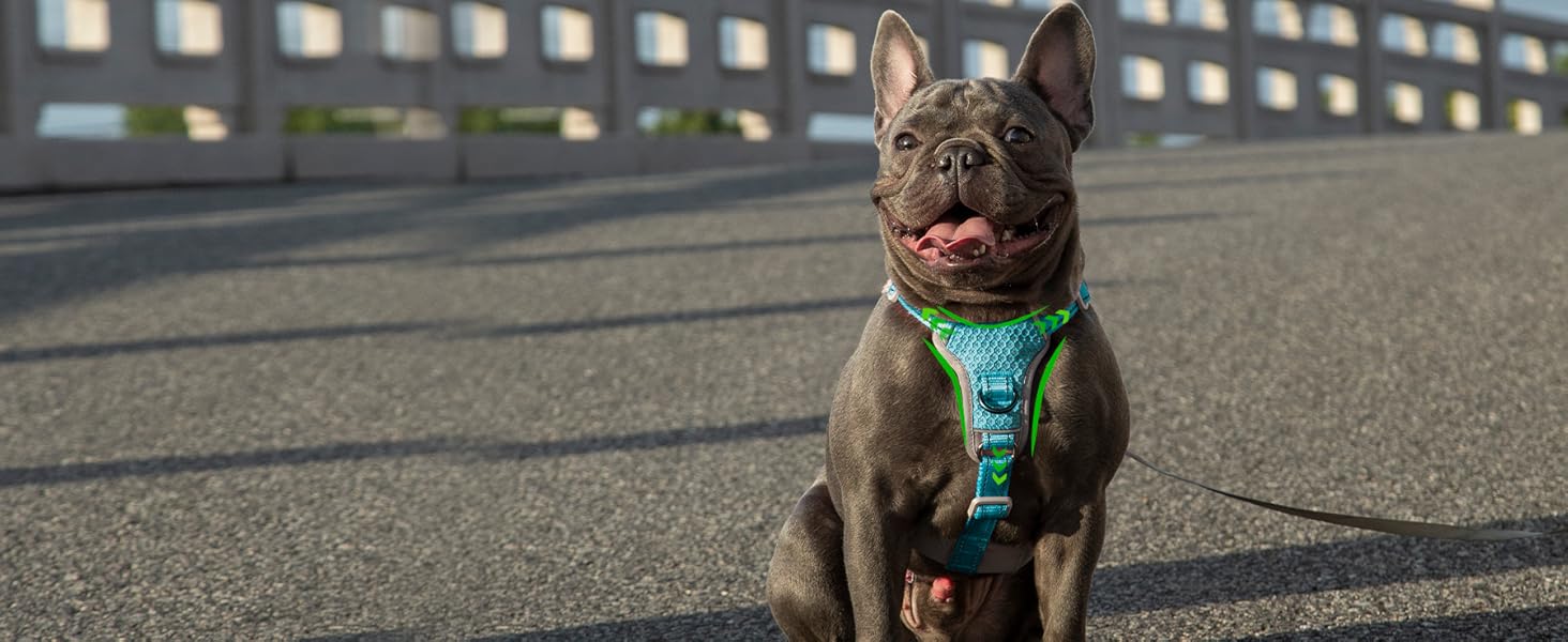 Шлейка безпеки для собак Huntboo, антизламна, зі світловідбиваючими елементами та м'якою ручкою, регульована жилетка для маленьких собак, для прогулянок та тренувань (S, Синій, X-Small, упаковка з 1)