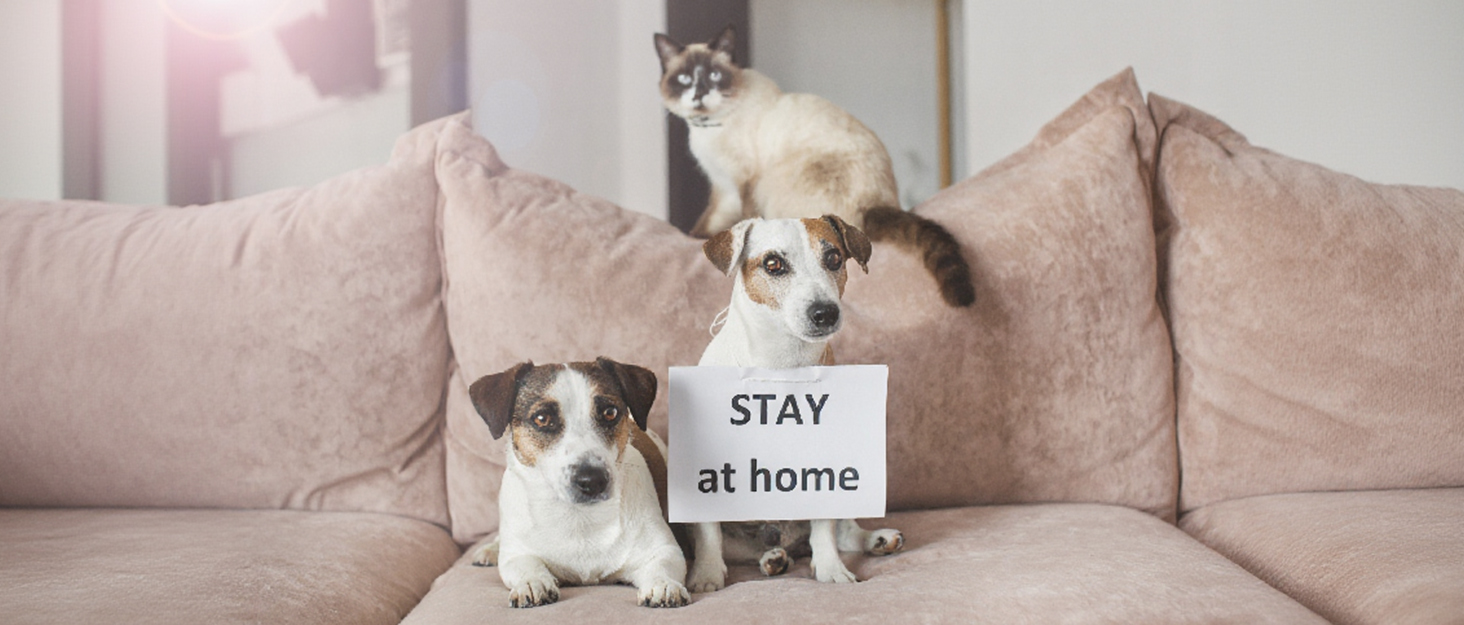 Кігтеточка-стінка для котів, велика полиця для кріплення до стіни, 38 x 27 см