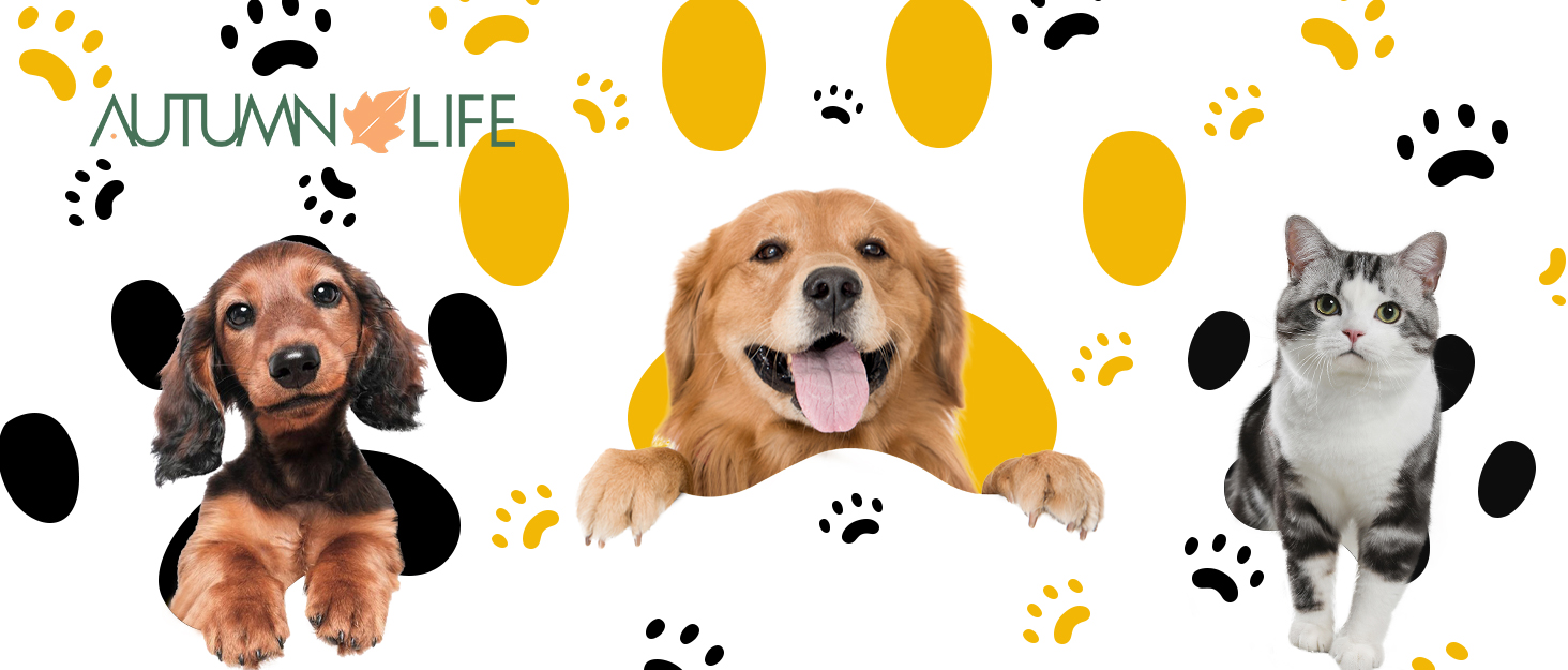 Керамічна годівниця для собак Autumnlife 2.2L з піднятою платформою. Підходить для собак середніх та великих порід, котів. Миска для води та корму, безпечна для миття в посудомийній машині та розігріву в мікрохвильовці. Білий колір.