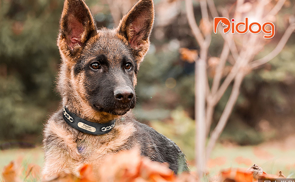 Стильний шкіряний нашийник для собак Didog: чорний, регульований, з гравіюванням, L (17.0-20.0 см)