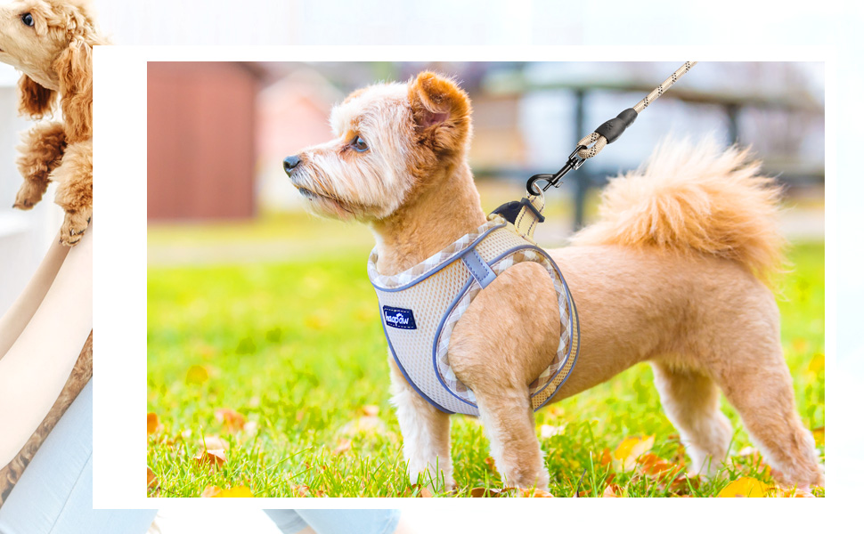 Нашийник та поводок для собак Haapaw, антинатяг, регульований, світловідбиваючий, Step-in, для цуценят та маленьких собак, посилена підкладка, колір Бежевий, розмір M (38.1-45.7 см, 4.5-6.8 кг)