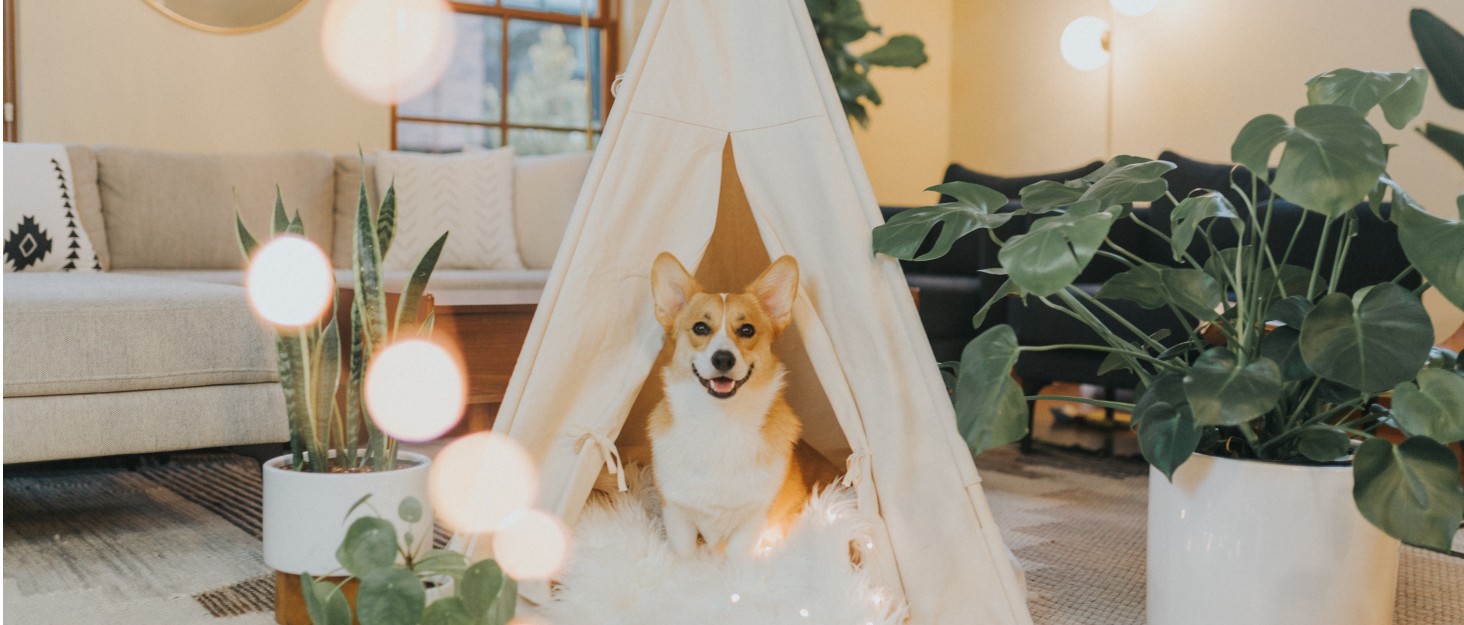 Підвищене ліжко для собак GYMAX знімним тентом, вологостійке та дихаюче, 90x81x86 см