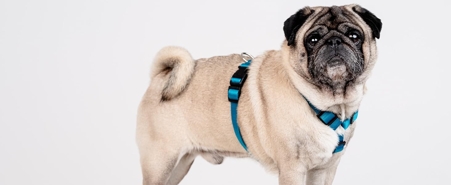 Шлейка для собак Chaba Guard для малих та середніх порід, контрольована, протисмикова, регульована, зручна, легка, класична, розмір M, фуксія/рожева