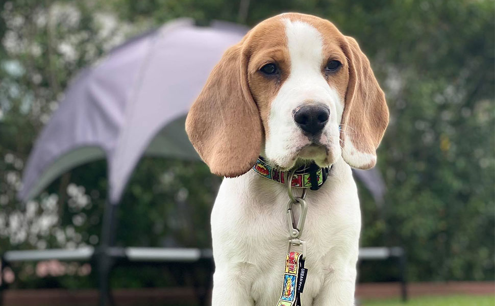 Нашийник для собак Max & Molly Gotcha! з Smart ID, водонепроникний, зручний, з коміксами, ширина 2.5 см