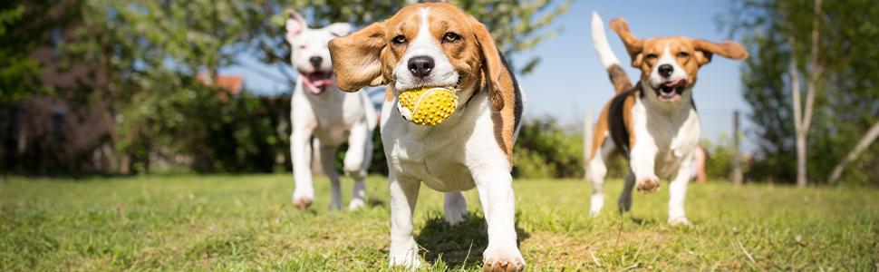 Набір перешкод Relaxdays для собак: 12 пілонів та 6 стійок, для аджиліті та футбольного тренування, блакитно-жовтий