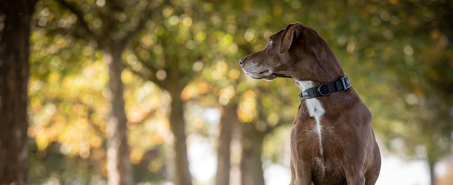 Преміум шкіряний поводок для собак Jack & Russell Dexter, 2.0м - поводок з натуральної шкіри, регульований, чорний