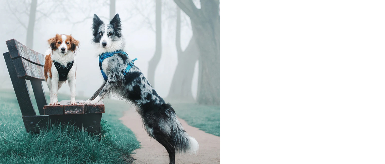 Шлейка для собак Truelove No-Pull TLH5655 M Navy Blazer, бавовняна, дихаюча, світловідбиваюча, регульована