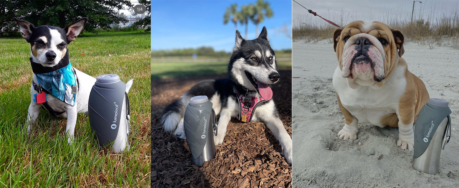 LumoLeaf Stainless Steel Dog Water Bottle - 800ml Portable Pet Water Dispenser for Travel, Hiking & Camping (Gray)