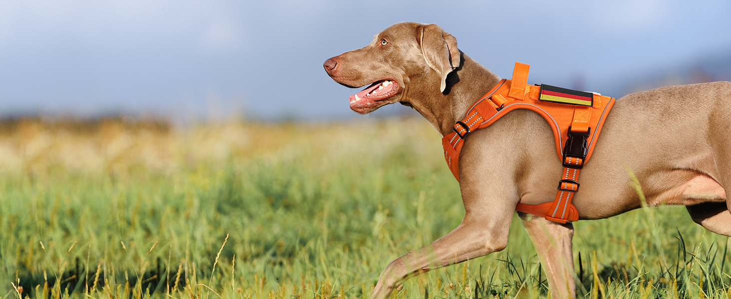 Нашийник для собак Rabbitgoo середнього розміру, анти-тяга, регульований з ручкою, міцний, тактичний, з металевими пряжками, для прогулянок (M, Оранжевий)