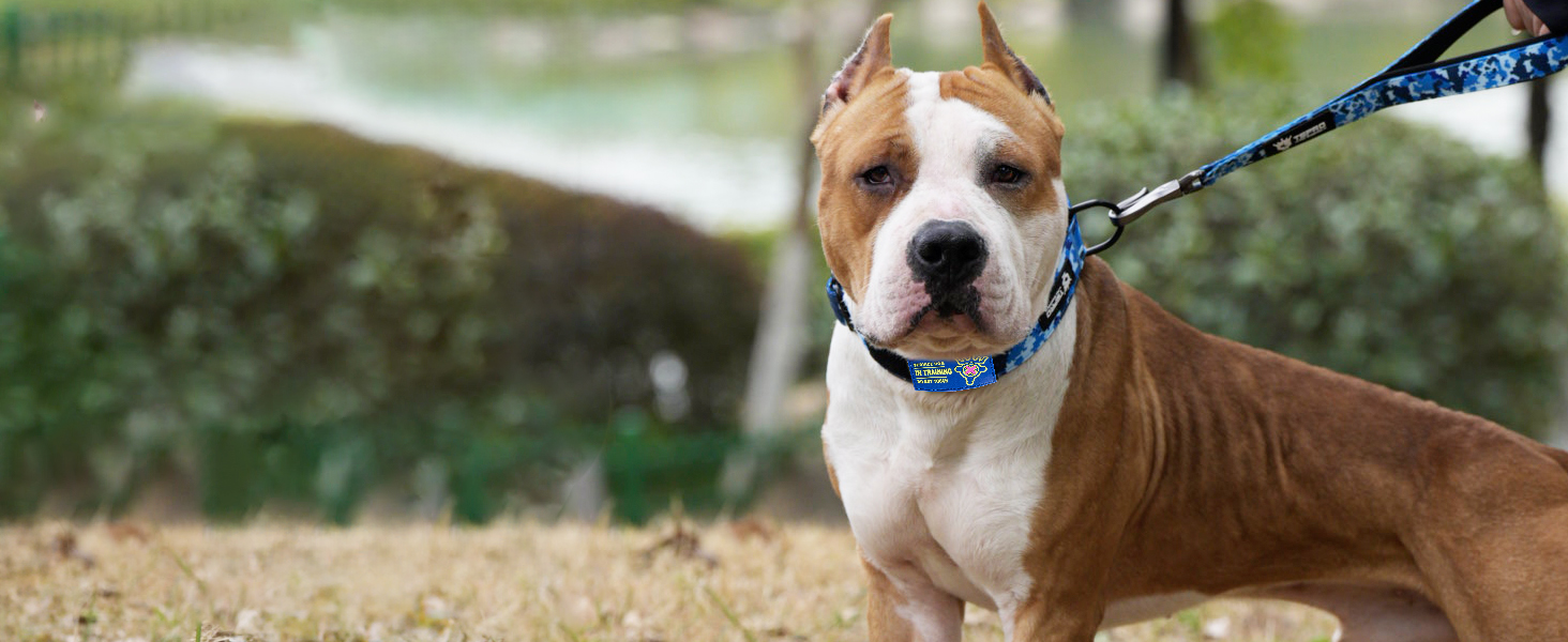 Нашийник для собак TSPRO Premium тактичний, великий, з металевою застібкою, камуфляжний синій, L (47-63.5 см)