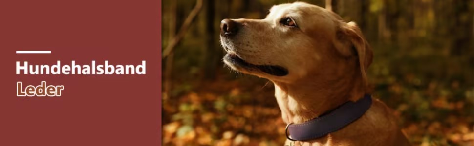 Нашийник для собак з натуральної шкіри, великих порід, XXL - міцний нашийник з латунною застібкою та D-подібним кільцем