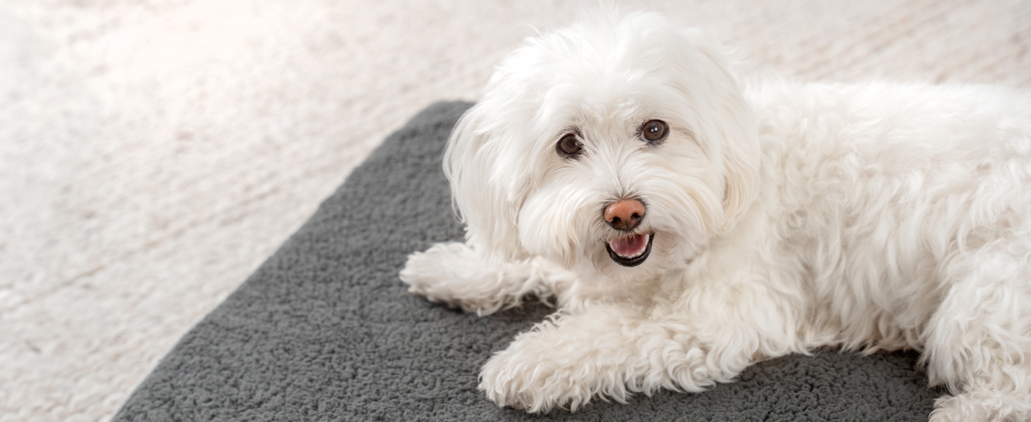 Ортопедичне ліжко для собак Lionto, 60x40x8 см, з м'яким плюшем, знімний та пральний чохол, водовідштовхувальне, для собак та котів, сірого кольору