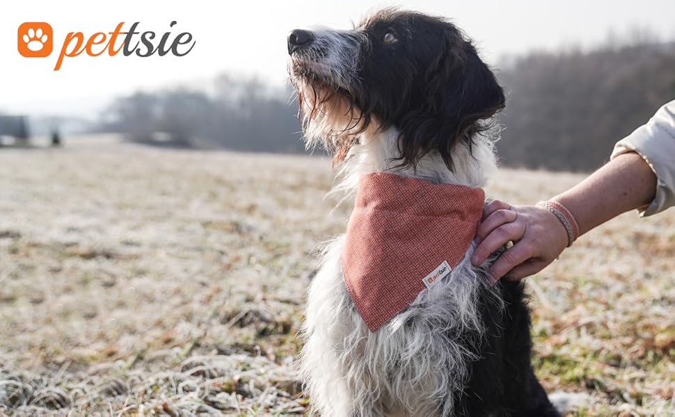 Нашийник для собак Pettsie з банданою та браслетом дружби, регульовані розміри S, M, L, знімний бандана, приваблива упаковка, для любителів собак, зелений (S 25,4-39,4cm, помаранчевий)