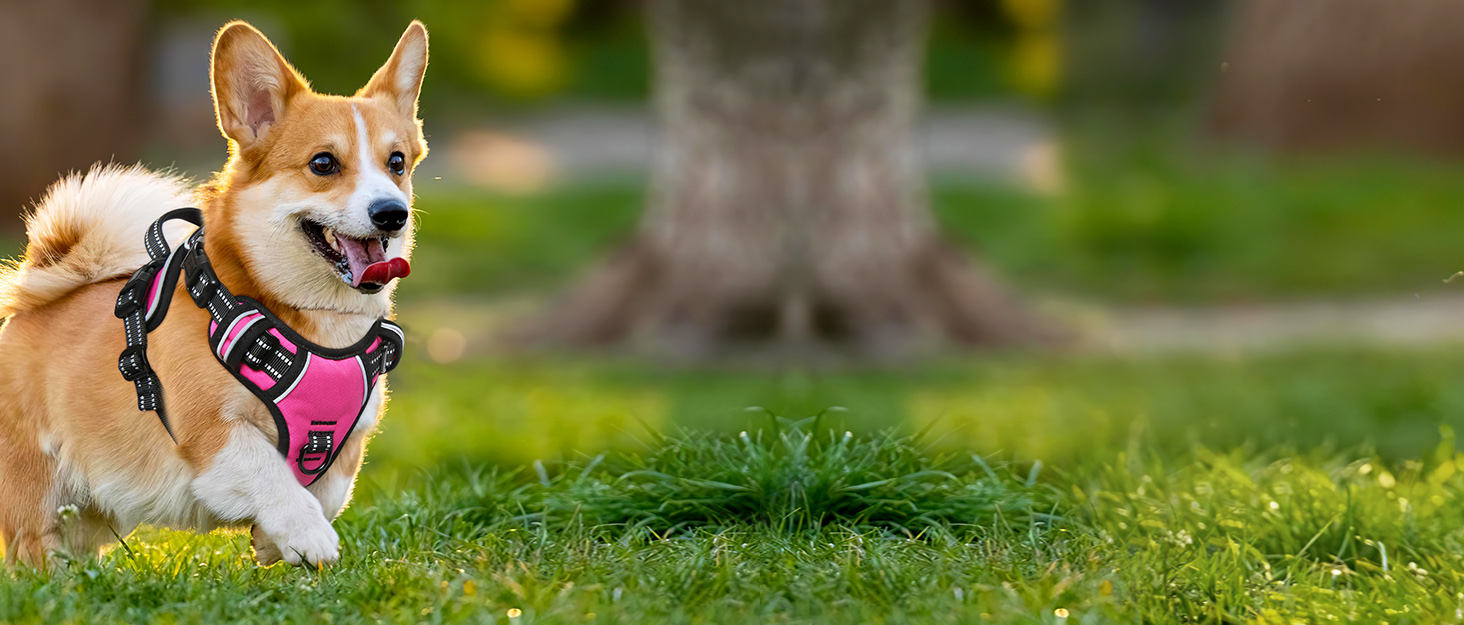 Шлейка для собак HEELE з регулюванням натягу, світловідбиваюча, для середніх собак, з м'якою ручкою, коричнева, розмір M (обхват грудей 38-71 см)