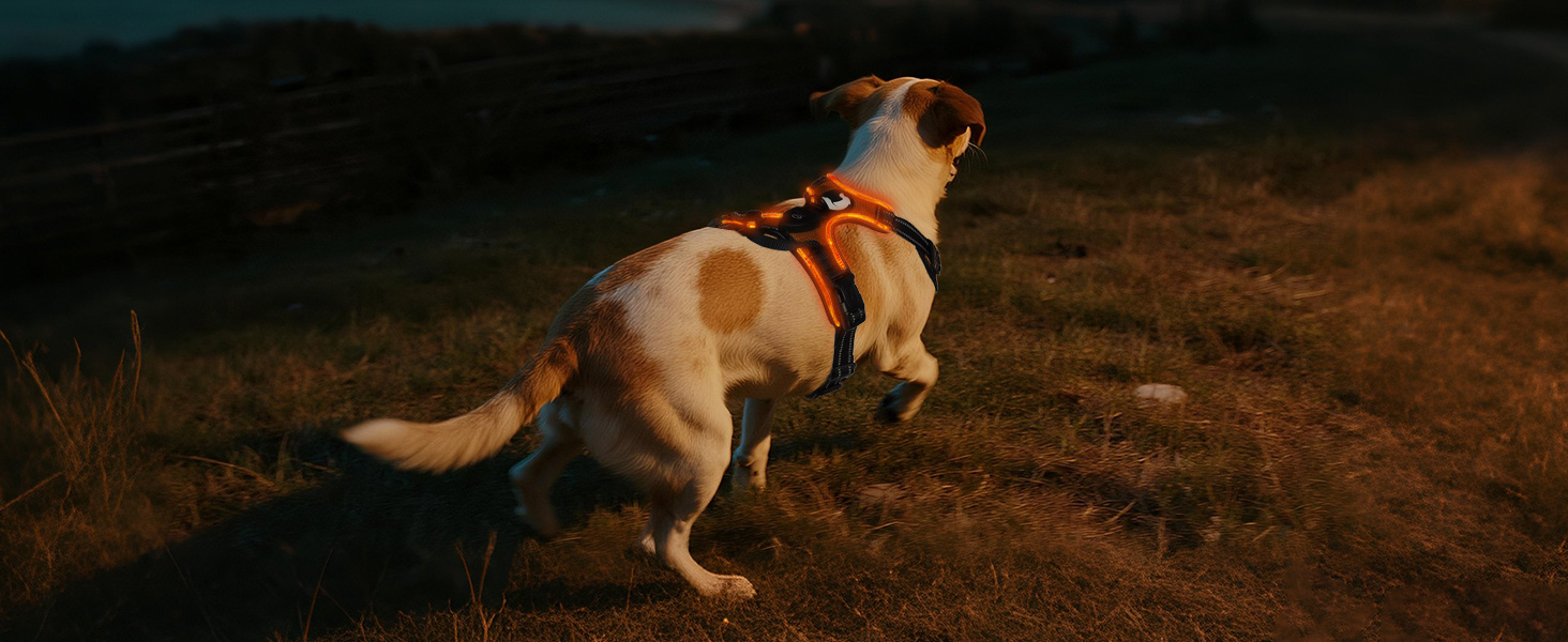 Світловідбиваючий нашийник для собак Joytale з підзарядкою, без натягування, з ручкою, для нічних прогулянок, чорно-синій, M (XL, 1 шт.), помаранчевий