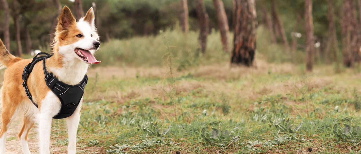 Нагрудник для собак великих порід Eagloo, чорний, розмір L, анти-тяга, з відбиваючими смугами, регульований