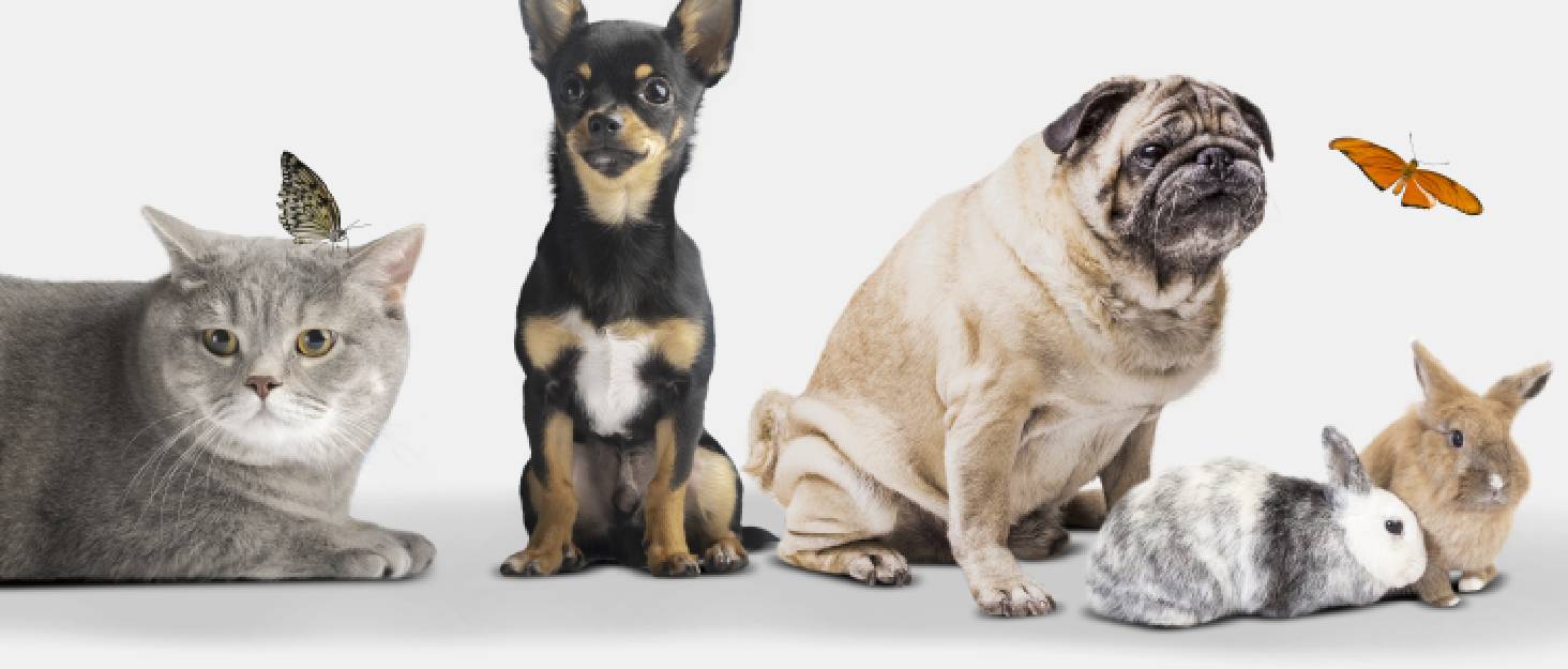 Транспортна переноска для собак та котів DEFACTO, XXL, 91x63x63 см, чорна