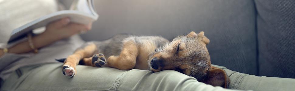 Сходинки для собак та котів Relaxdays, 3 сходинки, з місцем для зберігання, сірий/білий, 39 x 40 x 49 см